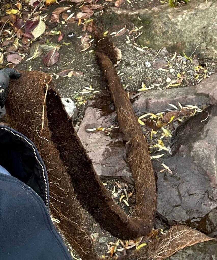 A substantial tangle of dark brown tree roots, removed from a sewer line