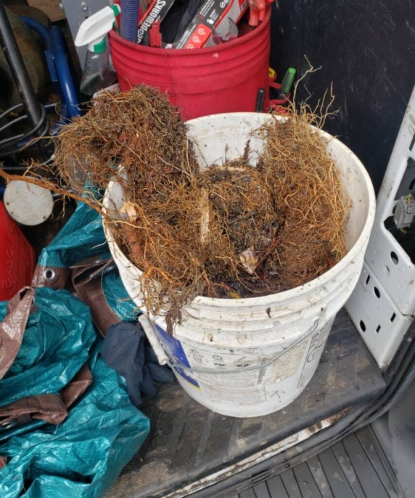 Tree root intrusion in Snohomish older home plumbing